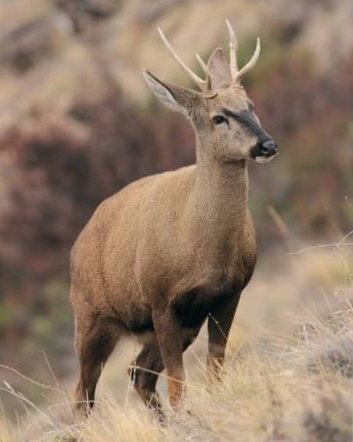 Huemul de pelaje pardo fotografiado de pie en un entorno natural