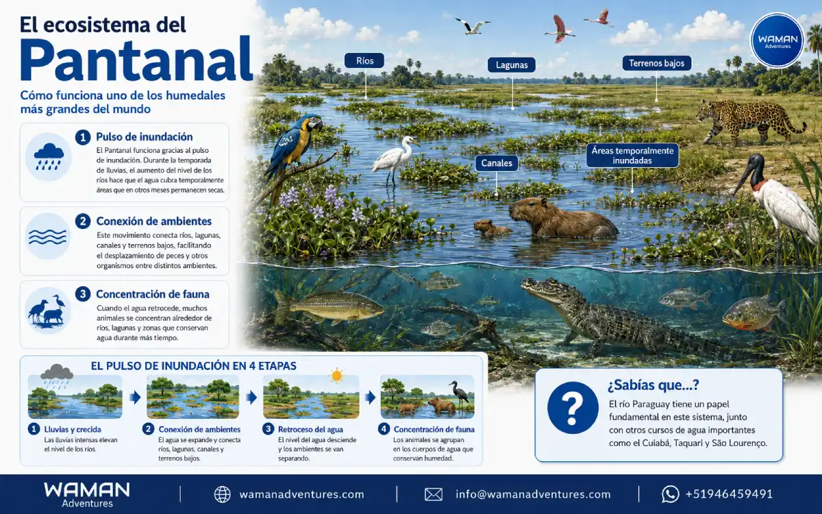 Infografía del ecosistema del Pantanal con ríos, lagunas, campos inundables y animales silvestres