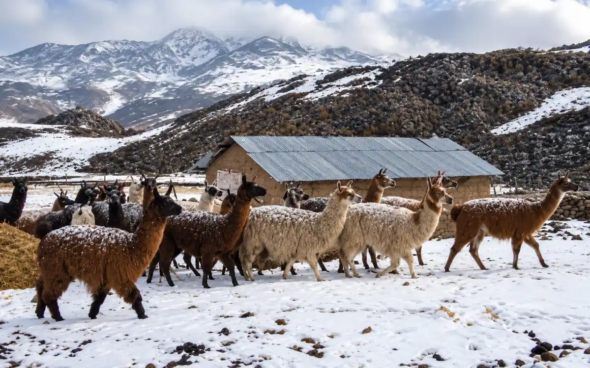 Rebaño de alpacas y llamas caminando sobre nieve junto a una construcción rural
