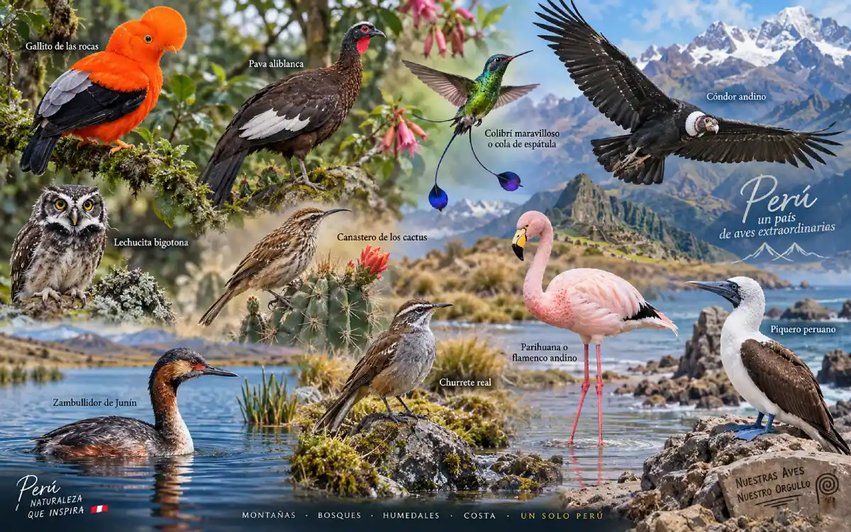 Collage de aves del Perú con especies emblemáticas