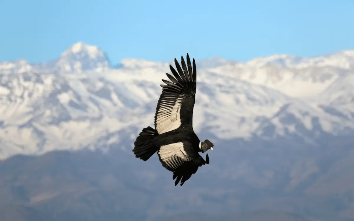 Cóndor andino volando sobre montañas nevadas de los Andes