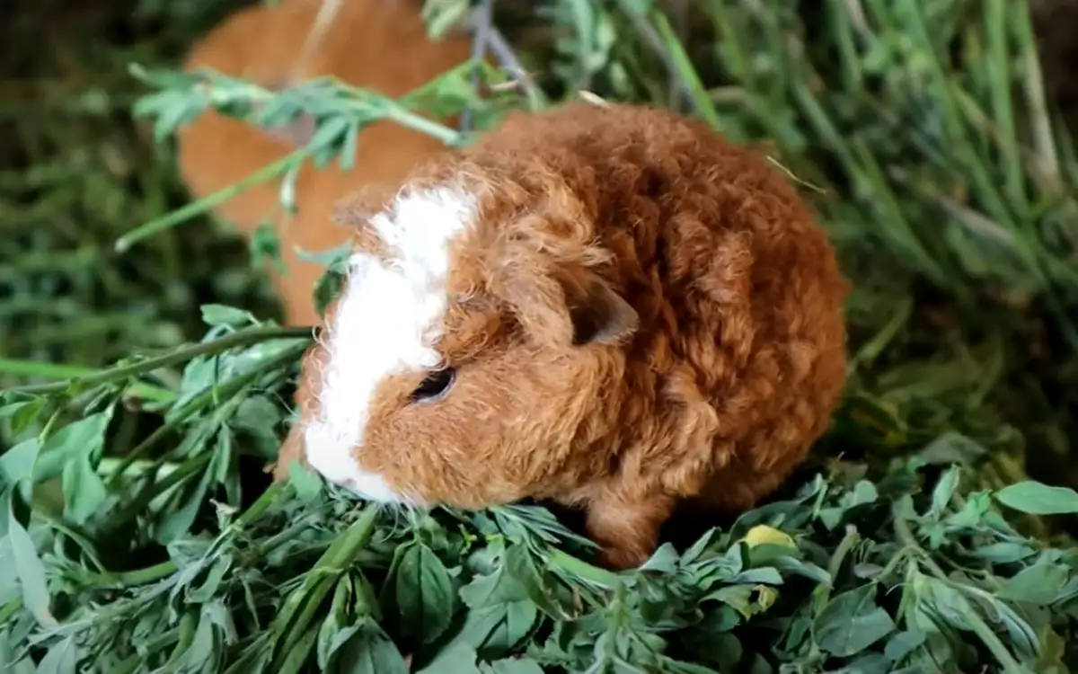Cuy doméstico de pelaje crespo comiendo alfalfa fresca en un pequeño corral