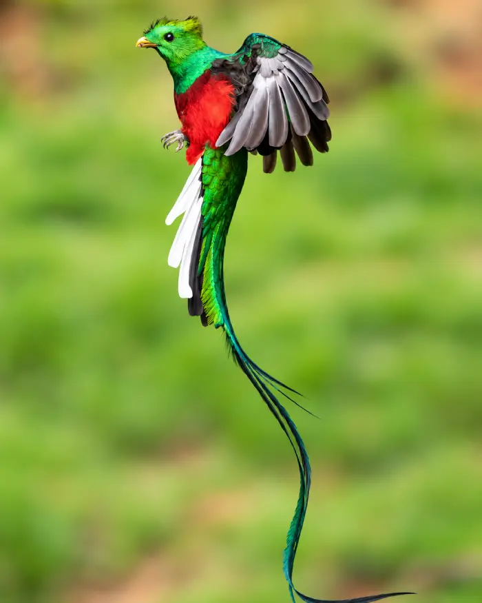 Quetzal resplandeciente volando entre la vegetación de un bosque húmedo