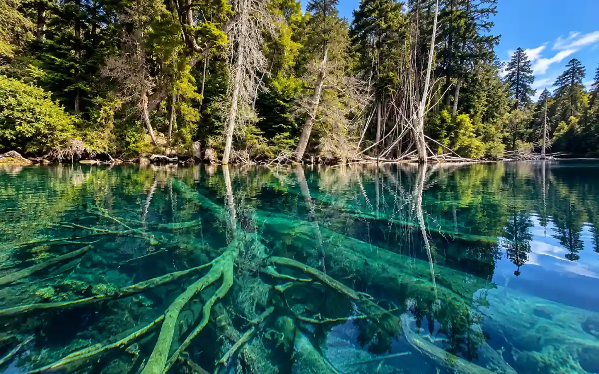 Cipreses del bosque sumergido visibles bajo las aguas transparentes del Lago Traful en Neuquén