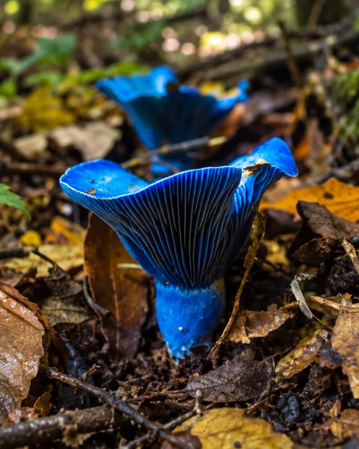 Hongo azul creciendo entre hojas húmedas en los bosques de Montebello