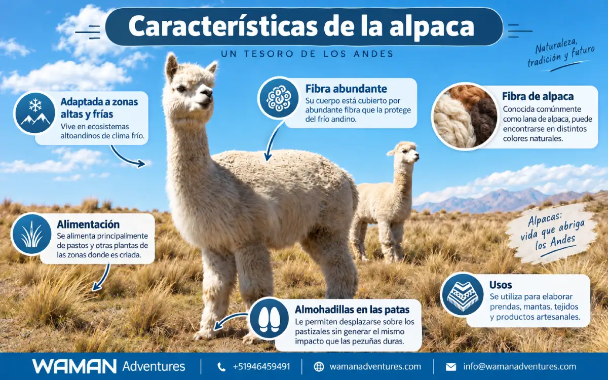 Infografía con las principales características físicas y adaptaciones de una alpaca andina