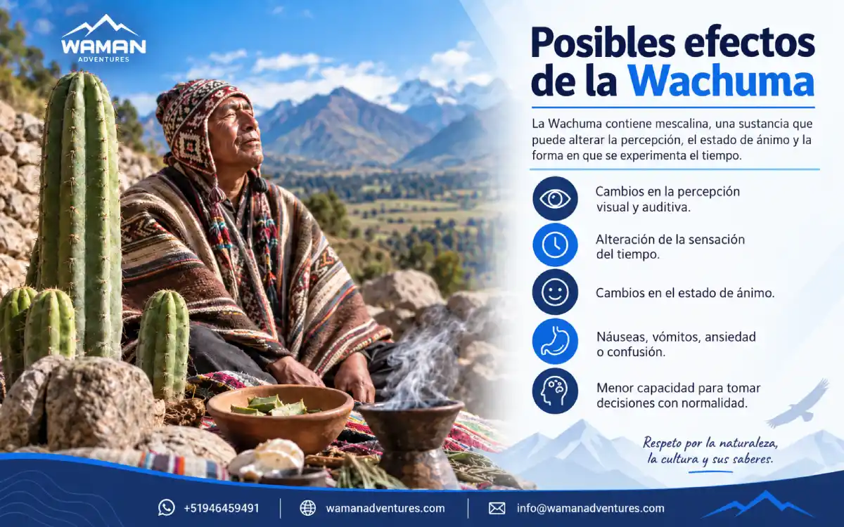 Infografía sobre posibles efectos asociados con la mescalina presente en la Wachuma