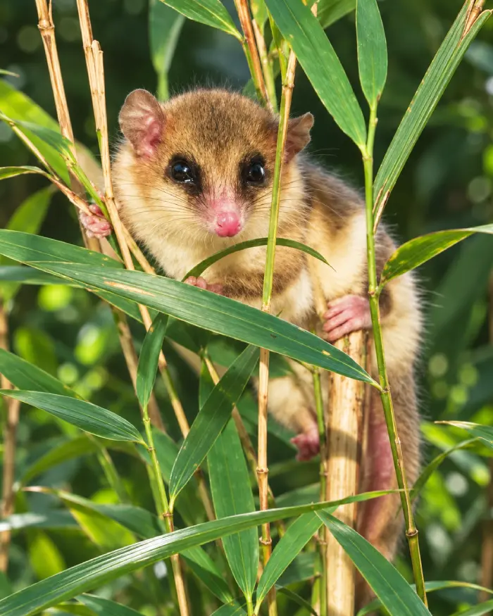 Monito del monte asomado entre tallos y hojas verdes