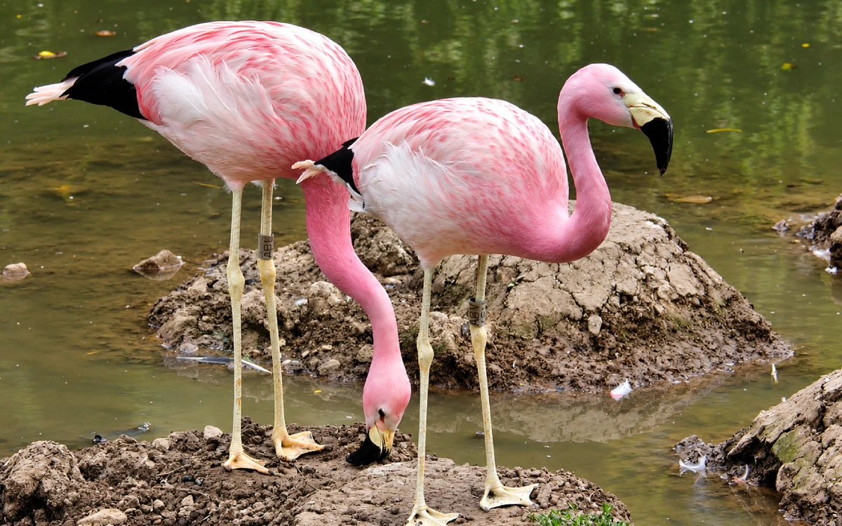 Flamencos andinos con plumaje rosado junto a una laguna altoandina