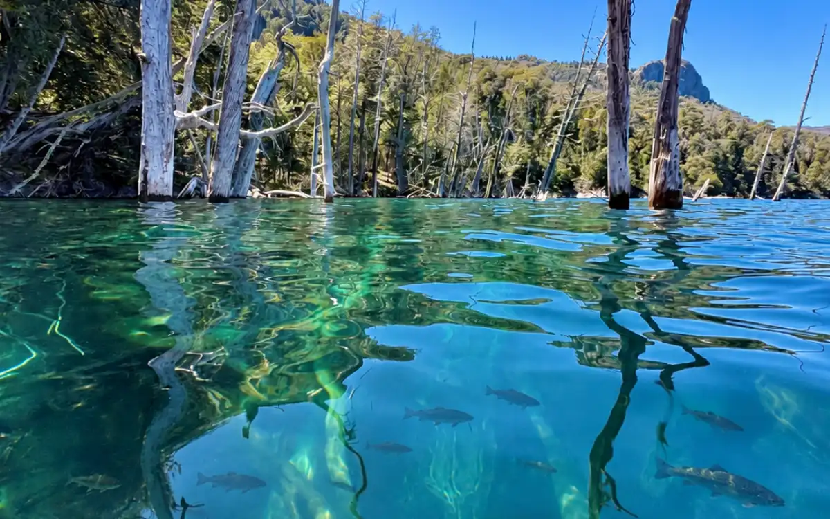 Peces nadando entre los troncos del bosque sumergido bajo las aguas del Lago Traful