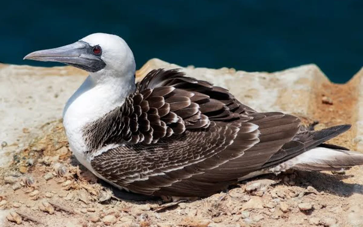 Piquero peruano descansando sobre una roca junto al mar