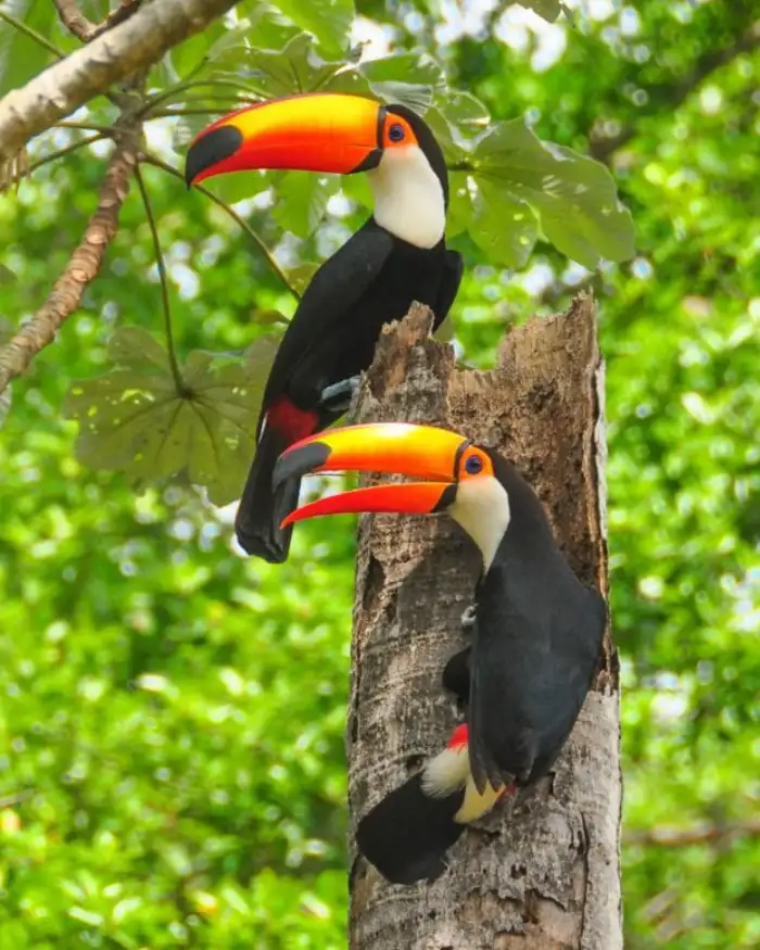 Tucanes posados entre la vegetación del pantanal