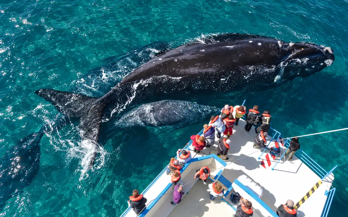 Turistas observando dos ballenas junto a una embarcación en la península Valdes