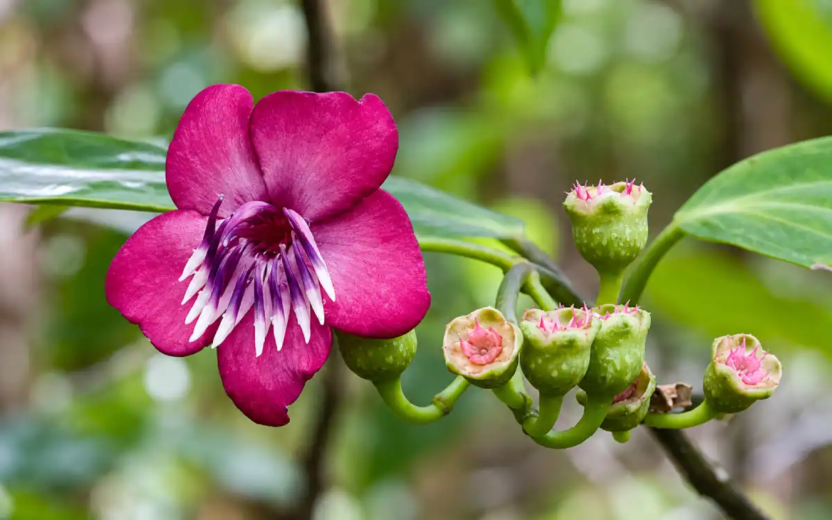 Flor rosada del género Meriania registrada en los bosques del Parque Nacional Amboró