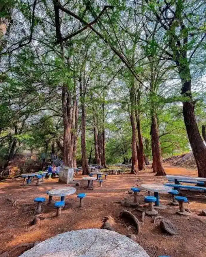 Zona de descanso entre árboles dentro del entorno natural de Las Musas