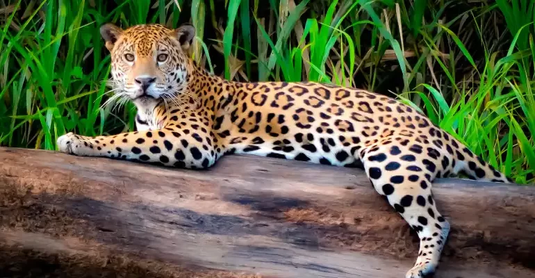 tour tambopata 3 dias