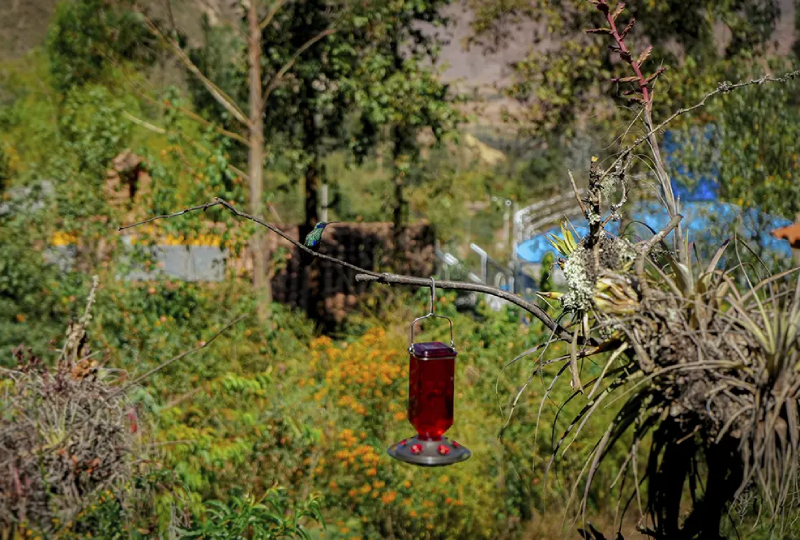 Observação de Aves em Chacán e Ensifera Camp — Foto 1