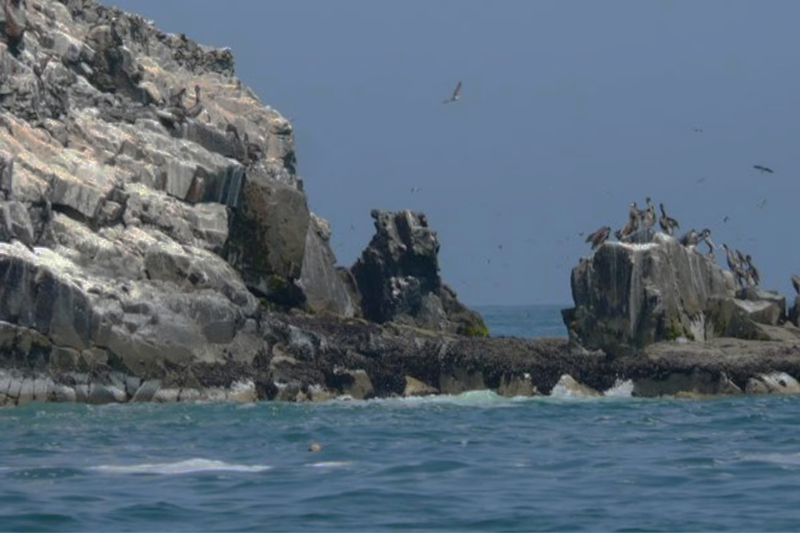 Passeio às Ilhas Palomino — Foto 4