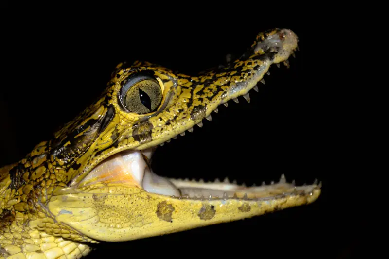 EcoLago Sandoval: Passeio de 3 Dias e 2 Noites — Foto 2