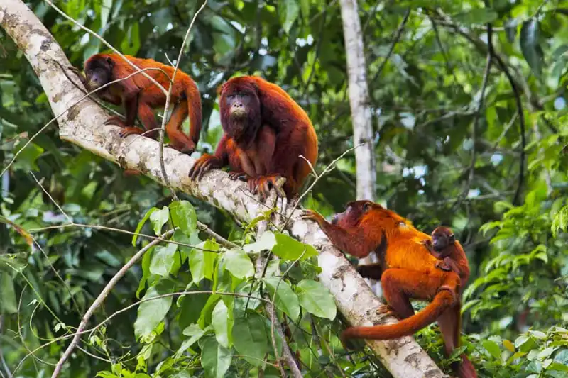 EcoParaíso: Tambopata em 5 Dias — Foto 4