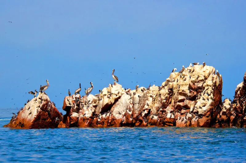 Ilhas Ballestas e Candelabro de Paracas — Foto 3