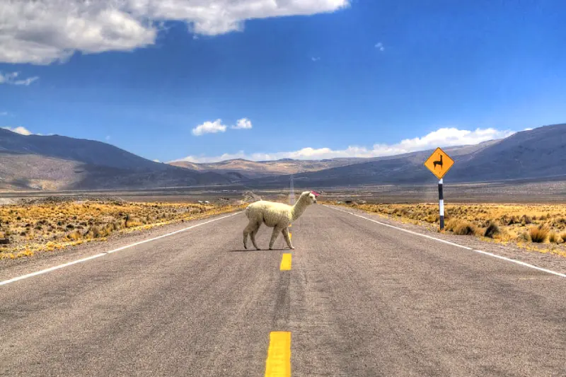 Cânion do Colca em 2 Dias e 1 Noite saindo de Arequipa — Foto 2