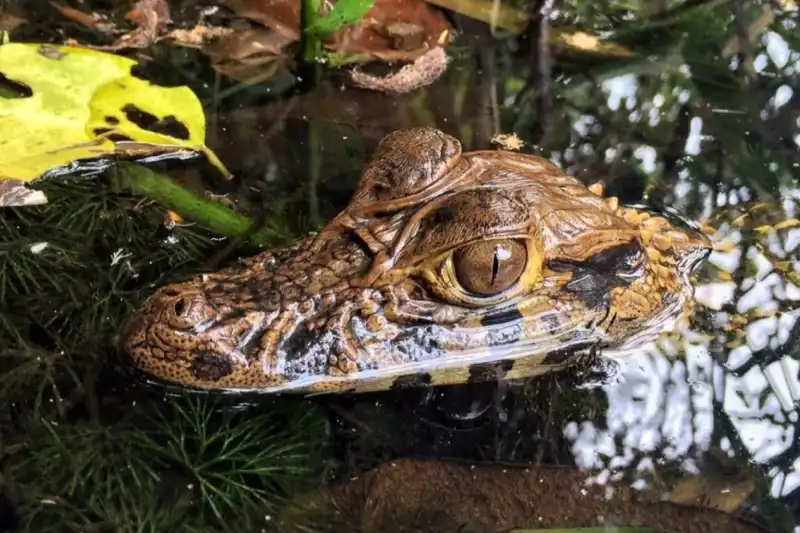 EcoParaíso: Tambopata em 5 Dias — Foto 2