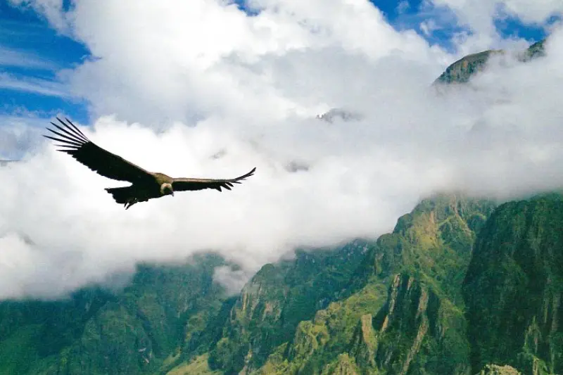 Cânion do Colca em um Dia saindo de Arequipa — Foto 3