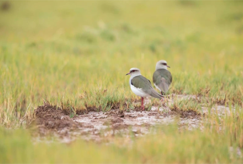 andean-lapwings-huacarpay-cusco.webp