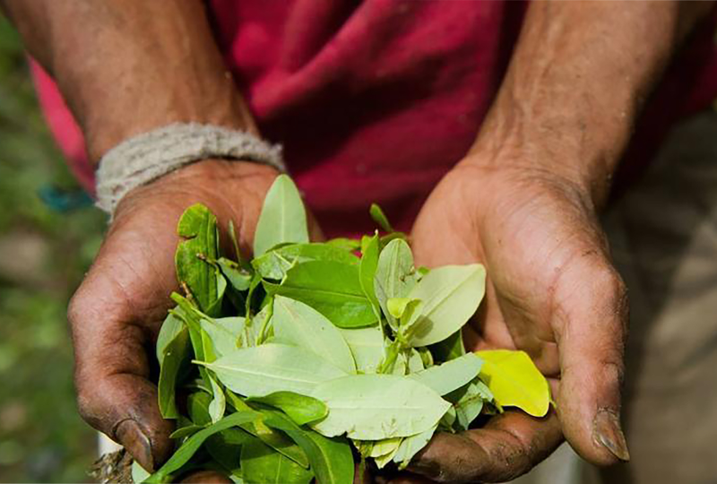 coca-hoja (1)