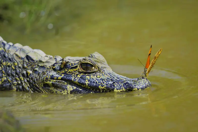 COCHA CAIMAN