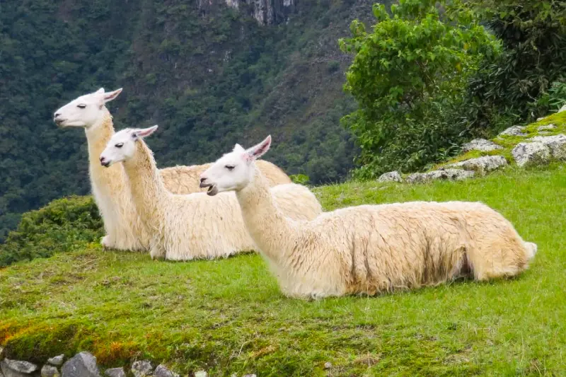 Llamas machu picchu - Cusco