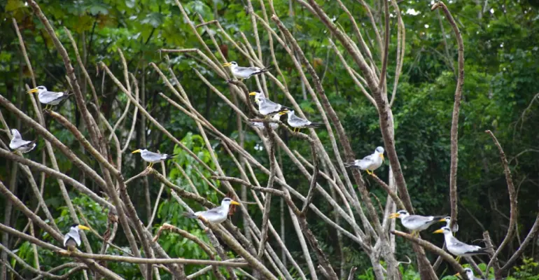 Tour pacaya samiria- aves en la reserva nacional pacaya samiria
