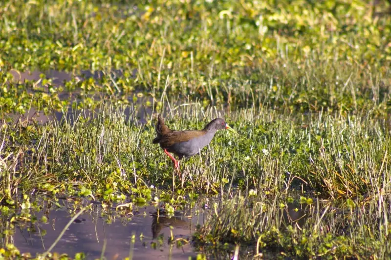 wading-bird-huacarpay-wetland-cusco.webp