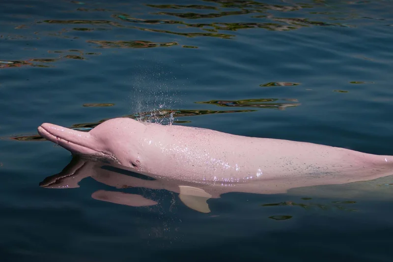 Río Yanayacu - Delfines rosados
